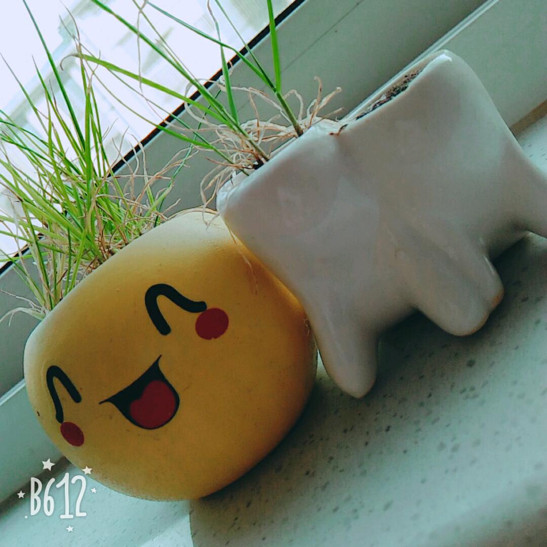 茉莉花