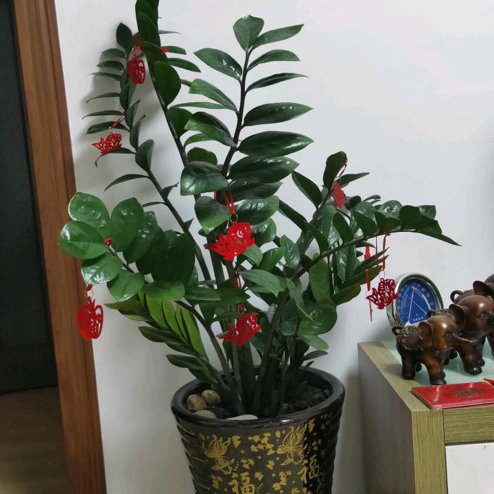 刘译丹（手机随拍记录生活）