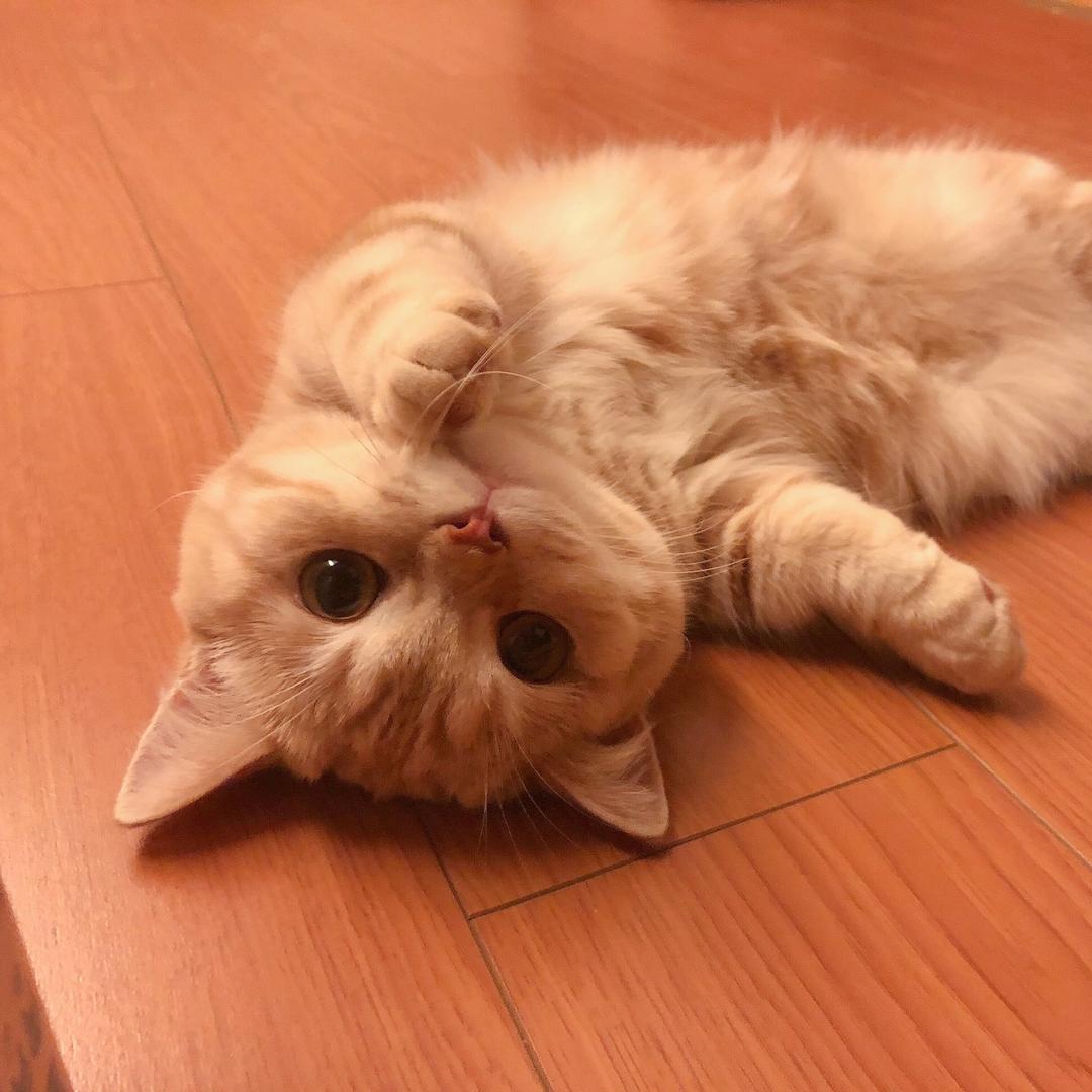 貓小柒
