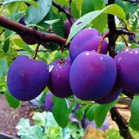 河南周口    涛哥，