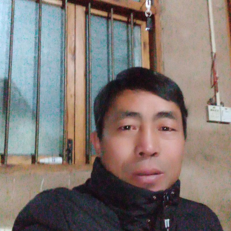 红豆杉