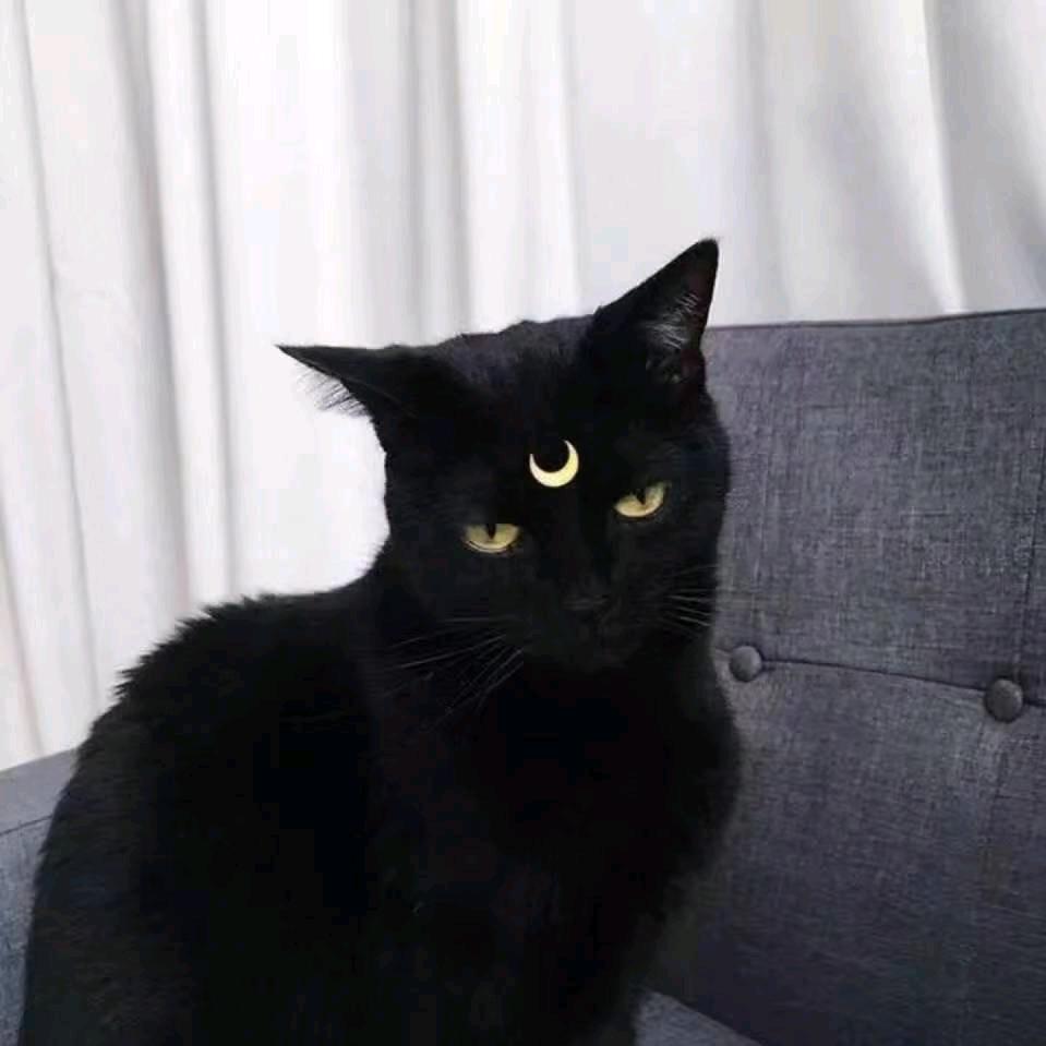公猫咪
