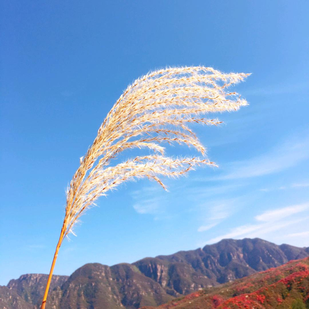小龙女
