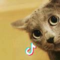 其实我是一只喵 