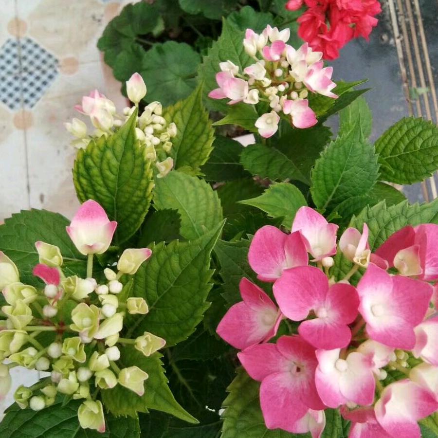 青青河边草