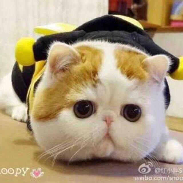 玩酷