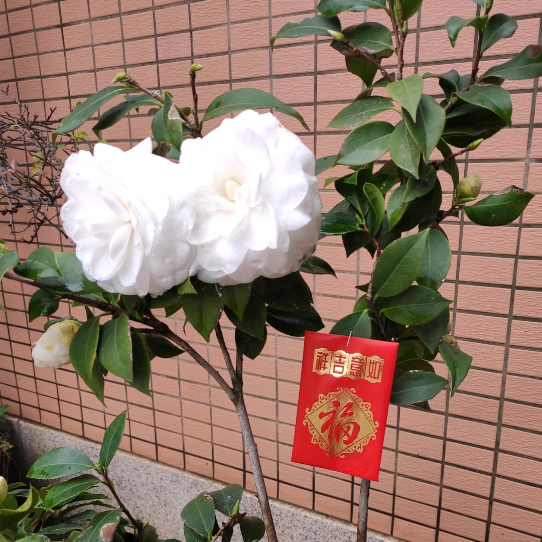 贝贝