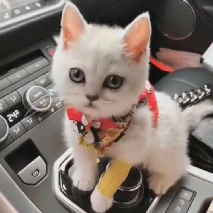 小霉貓