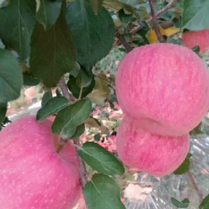 苹果红了