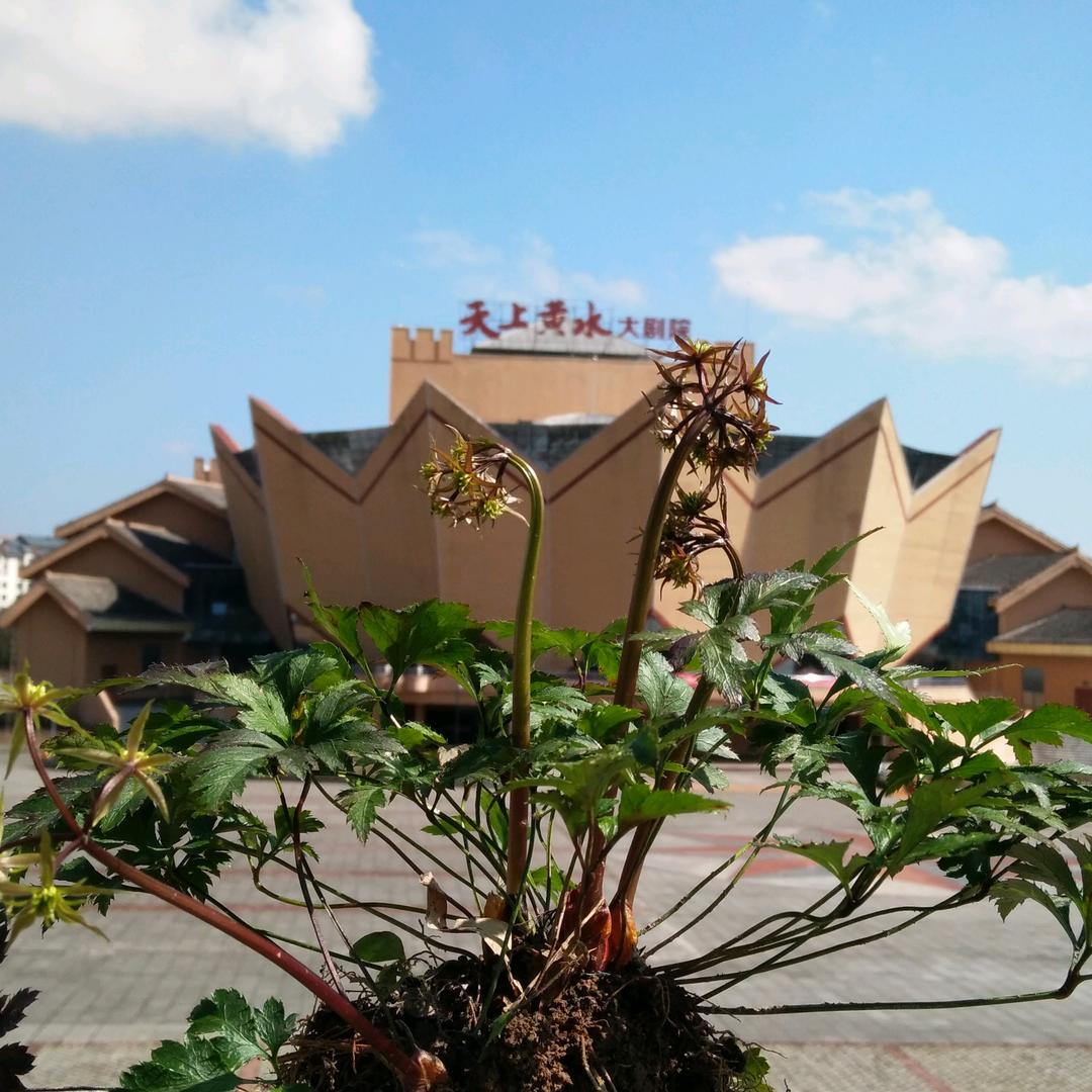 黄连君