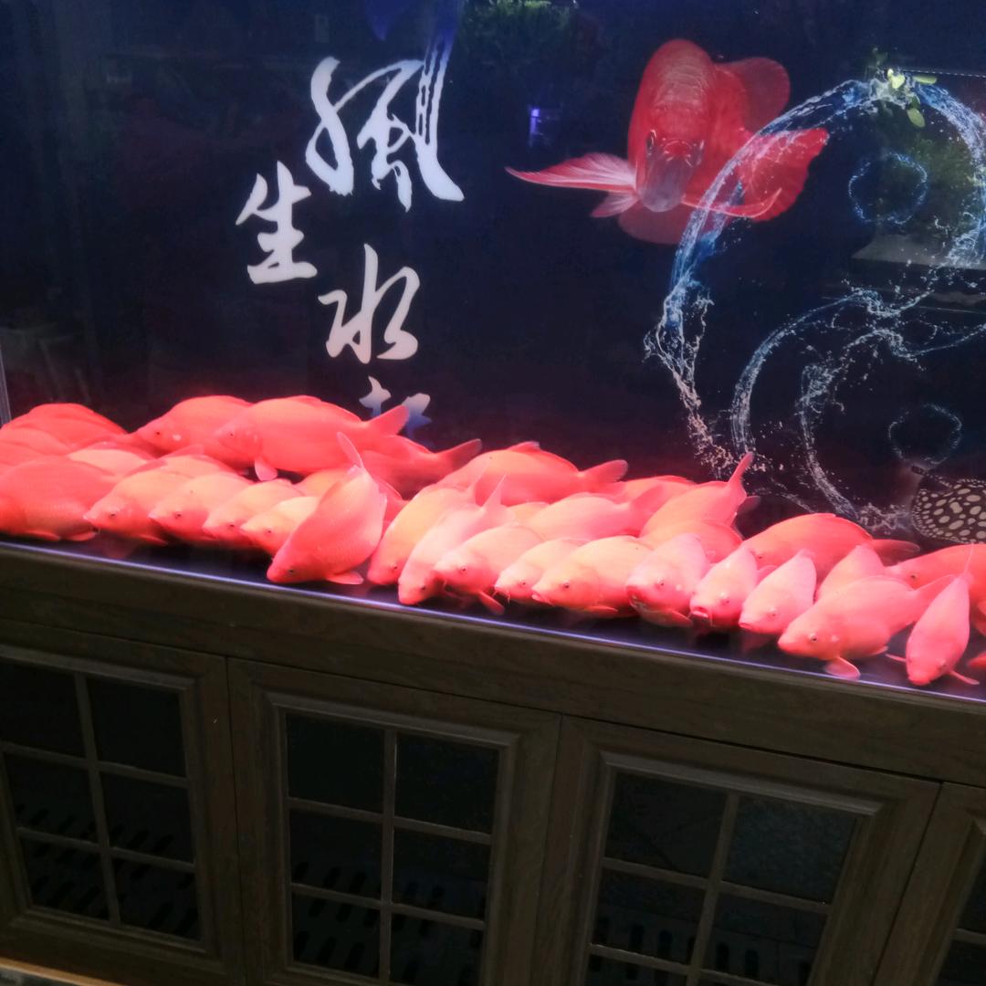 金玉晨宇