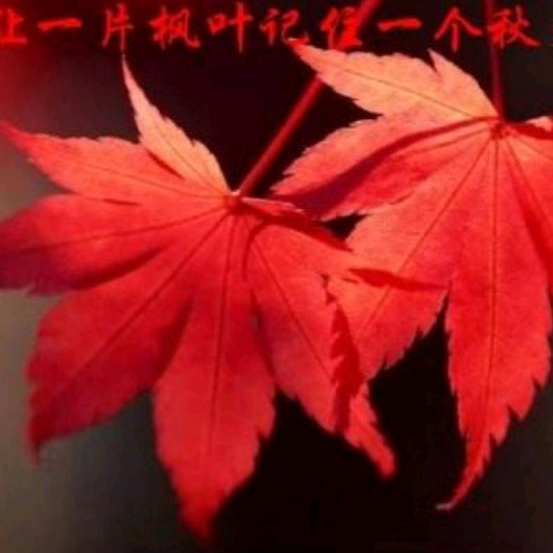枫