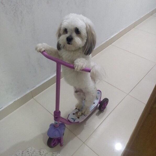 周六可可