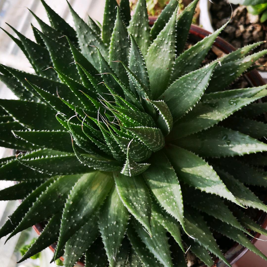 生活的姿色