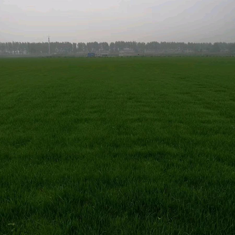 俊叶草皮苗木基地