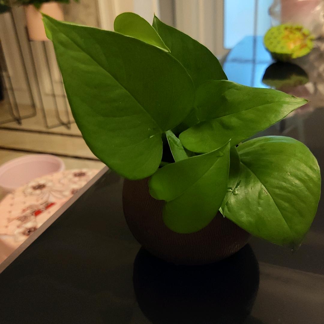 松滋小菊找好房(幸福家园)