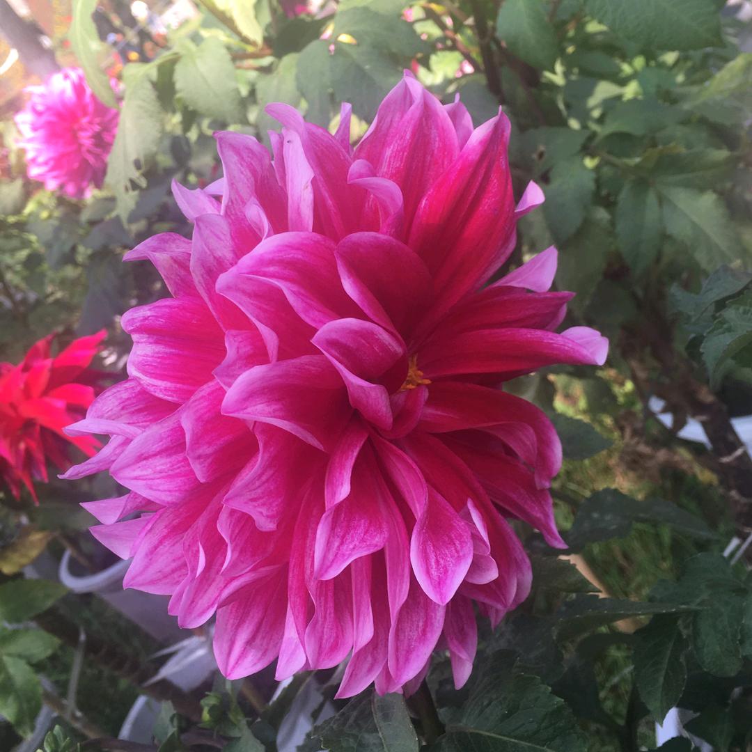 大厨小炒《好物分享》