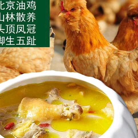 沈阳青山羊笨公鸡大鹅