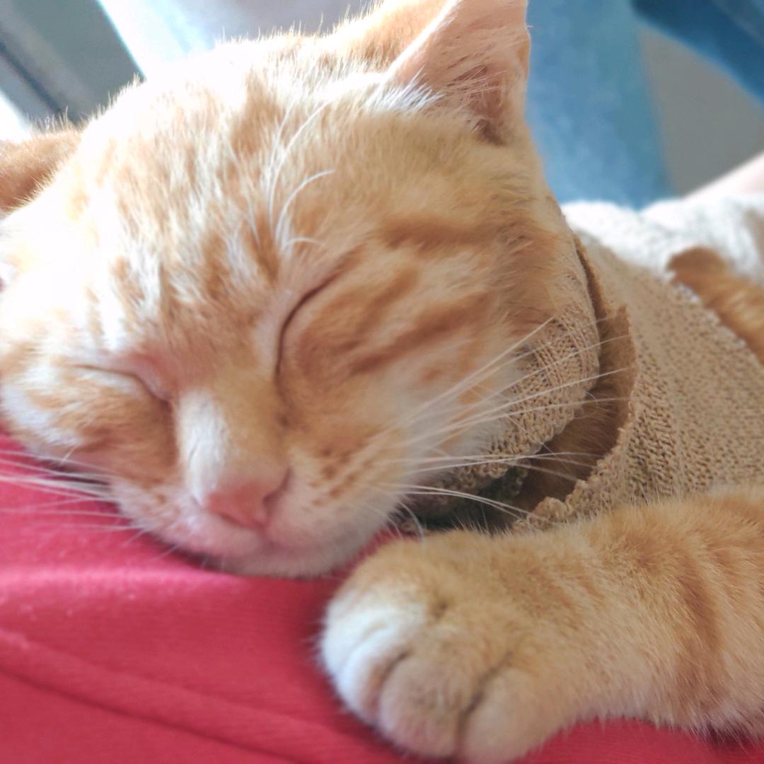 YJY骑着蜗牛追导弹！