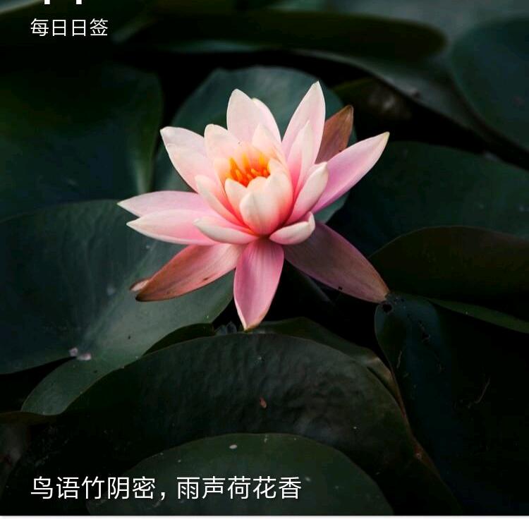 冬雪皑皑