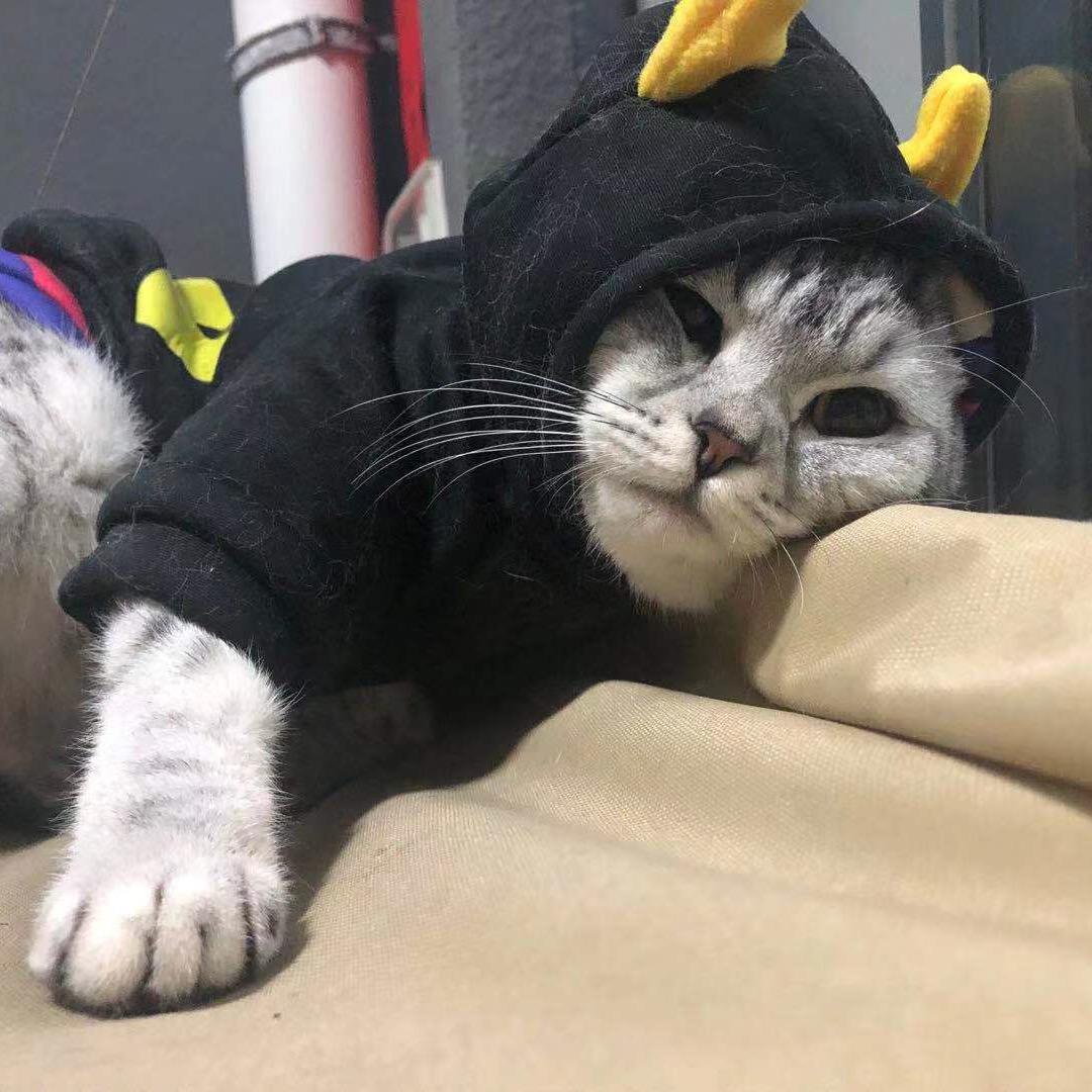 安安安安安安小琪。