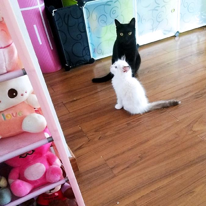 圈圈、维尼和招财