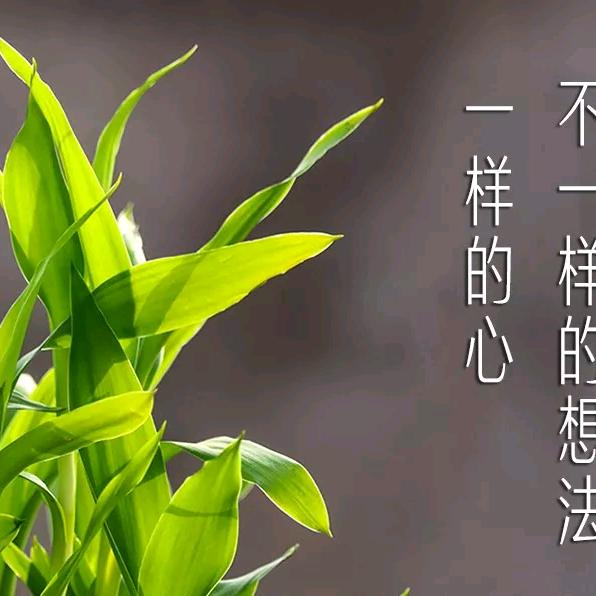 康乃馨（成））