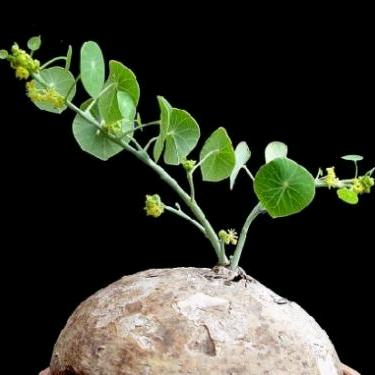 🌈⭐⭐一斤山🌈