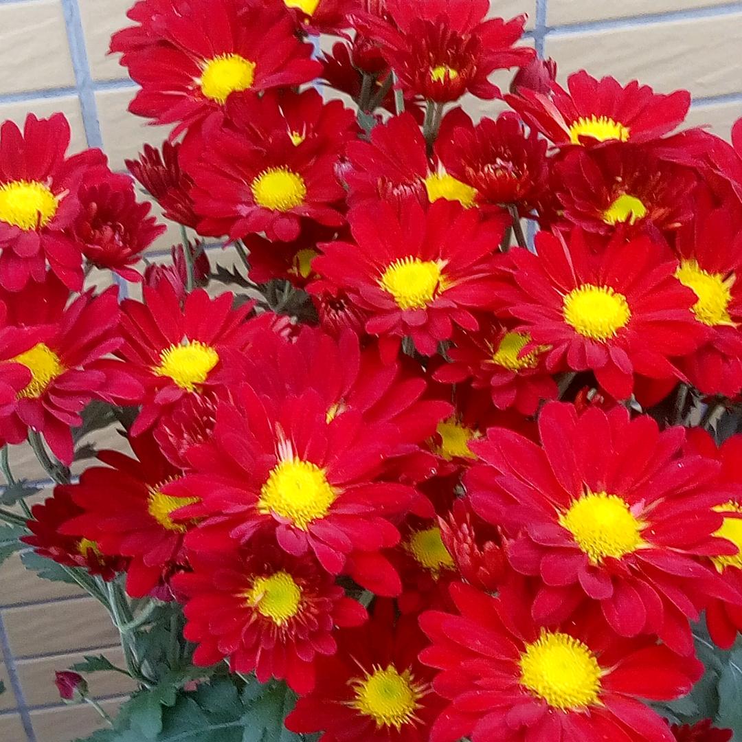 Lin木木