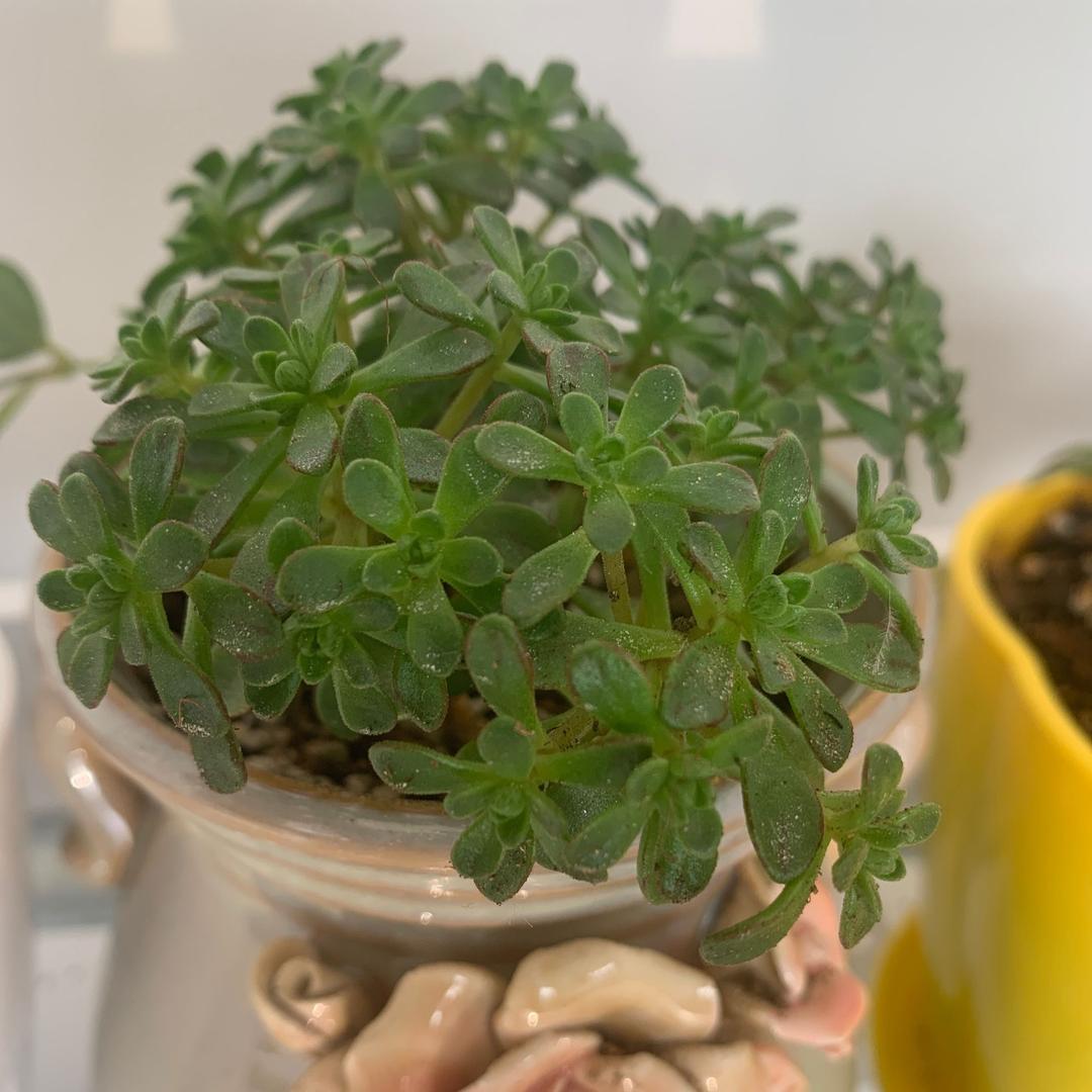 蝶恋花