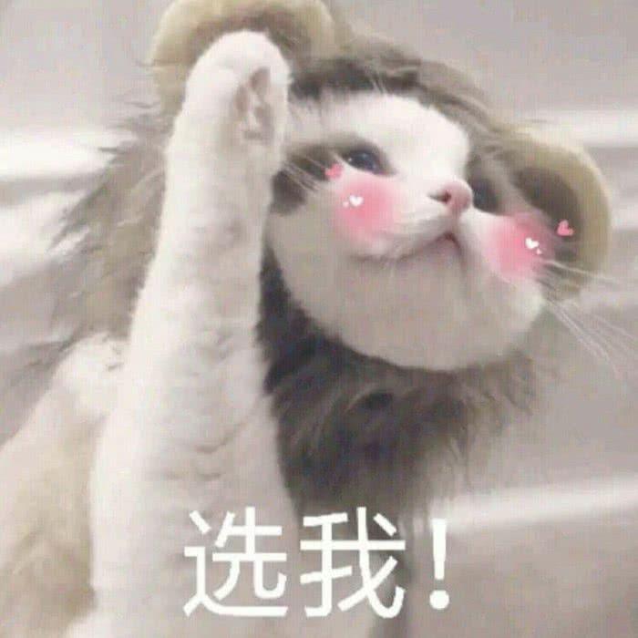 猪猪球是呆呆