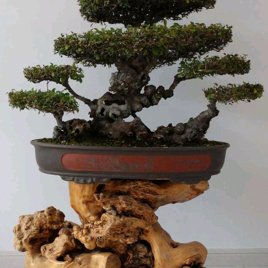 丽
