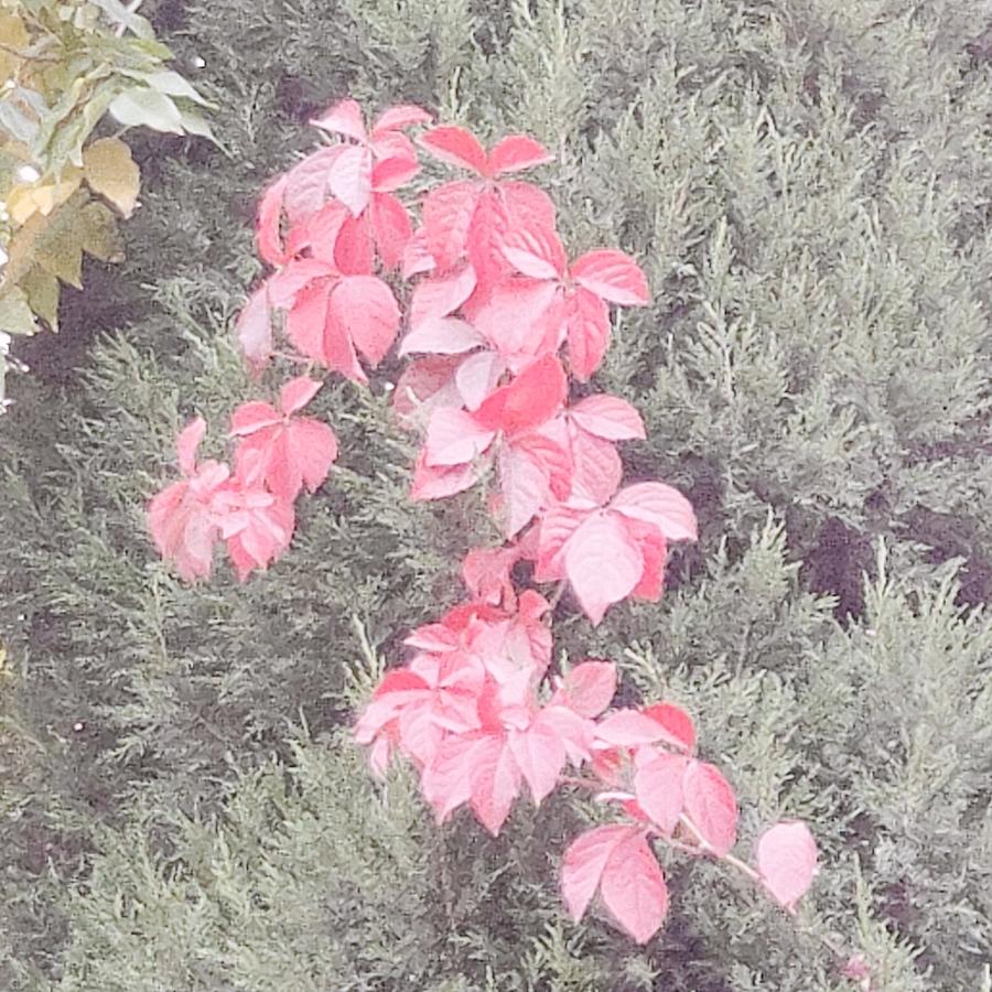 萌化了心气炸了肺