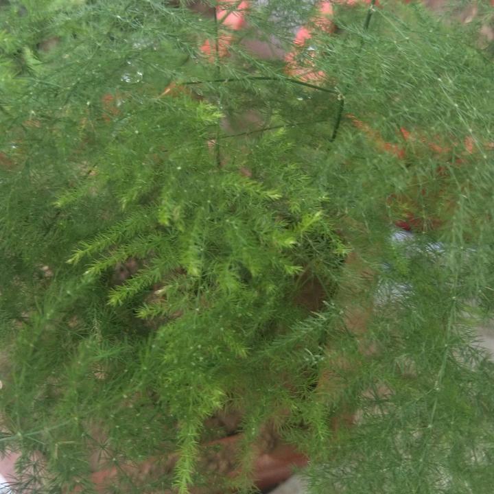 赵