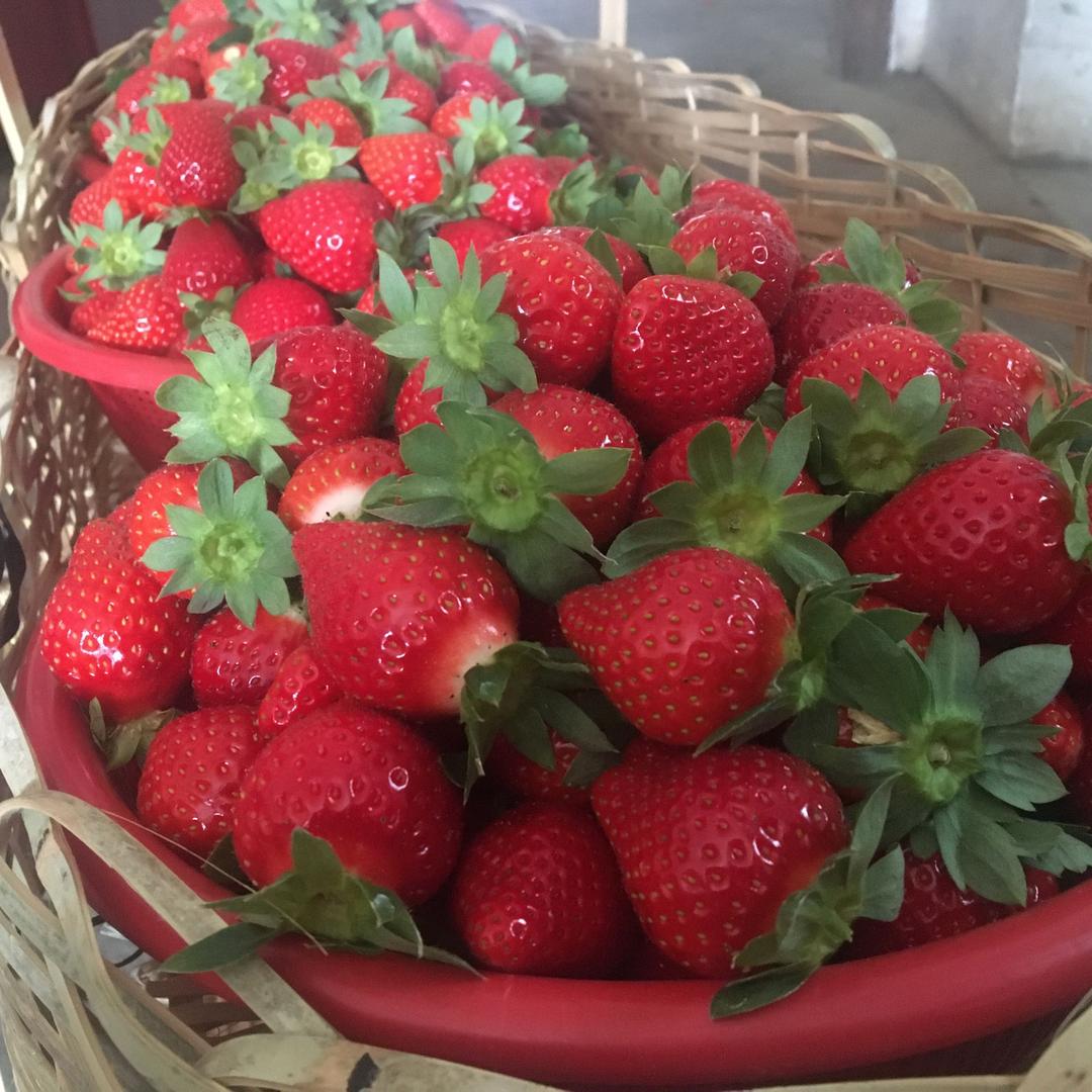 🍓草莓🍓