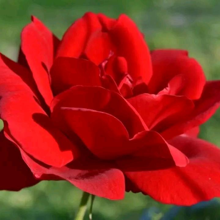 贝儿贝儿
