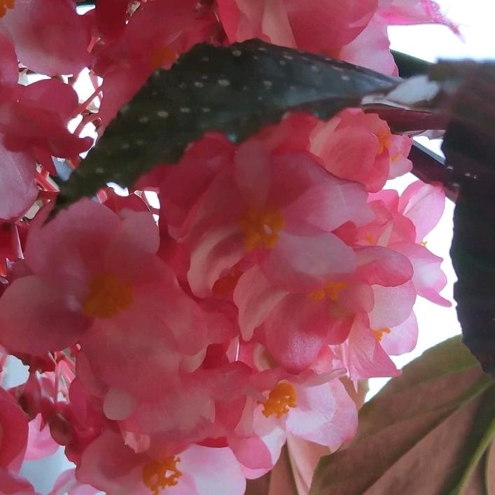 水中花🍊⁹¹⁷