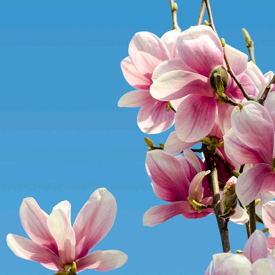 美丽的梅花