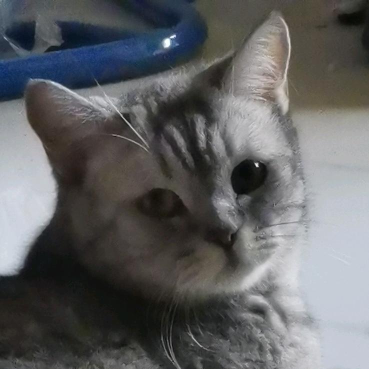 立卡
