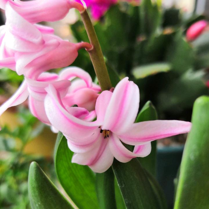 listen_to_lotus听荷