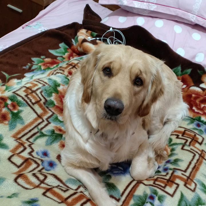 金毛妞妞