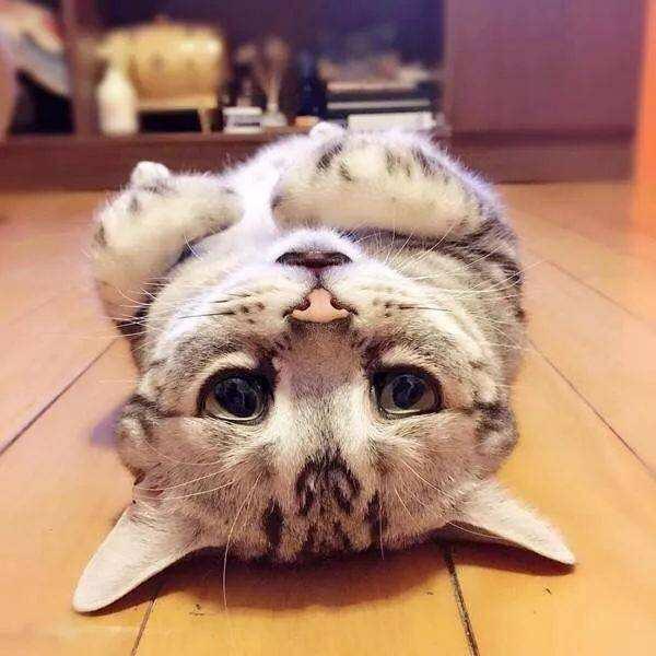 木易是个小可爱