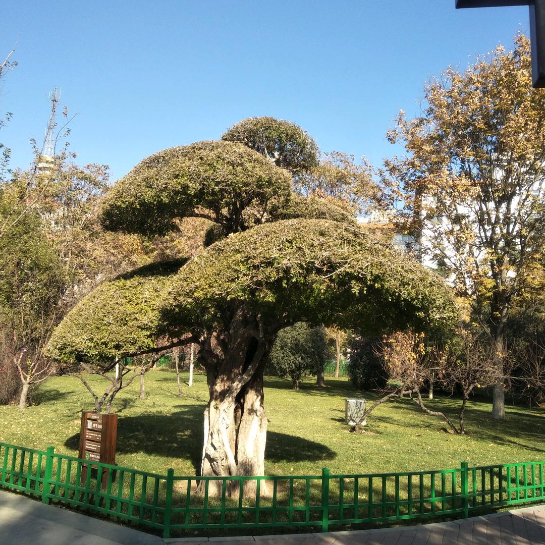 陈.