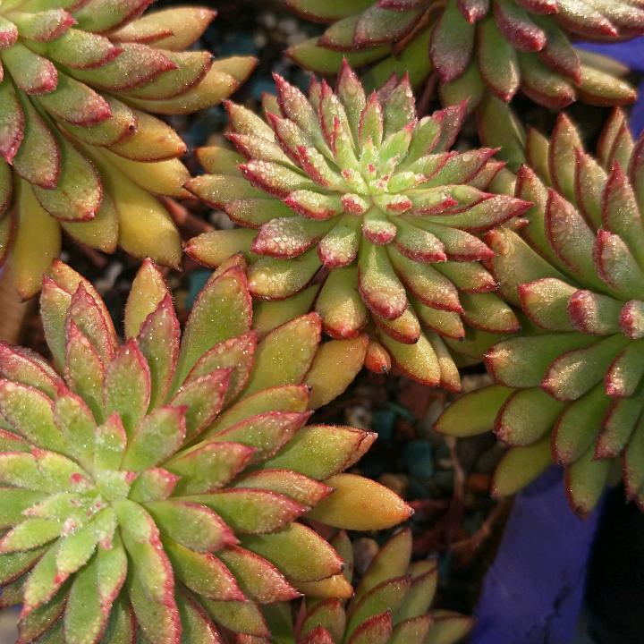 多肉植物爱好者