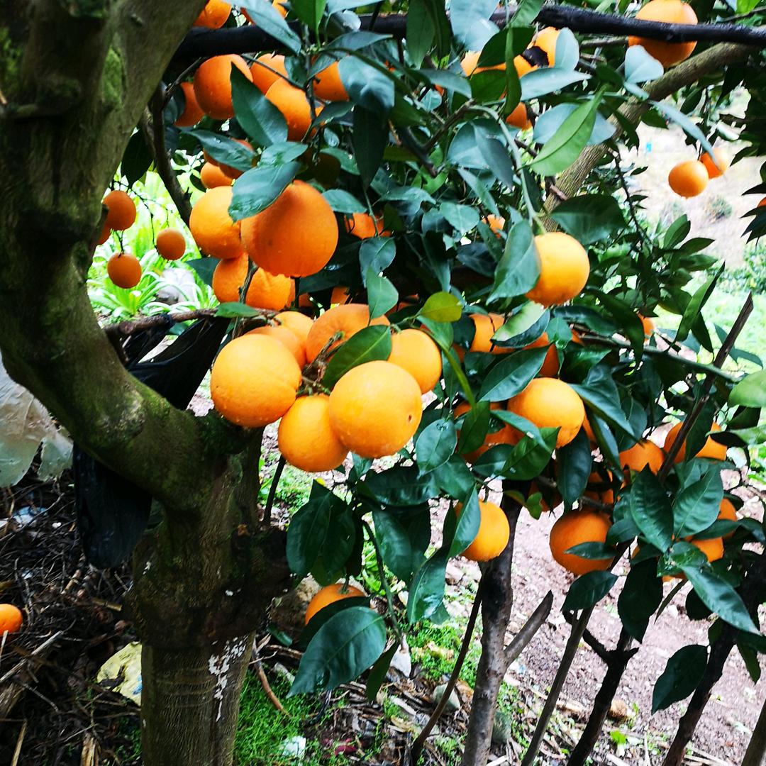 长江边上的🍊