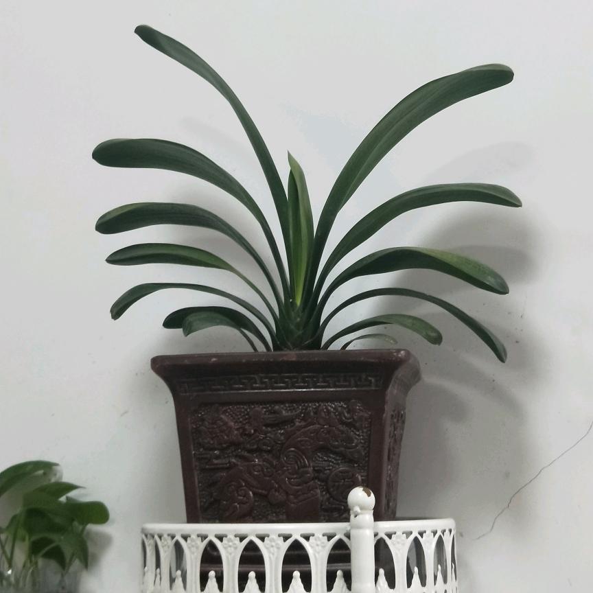 青出于蓝