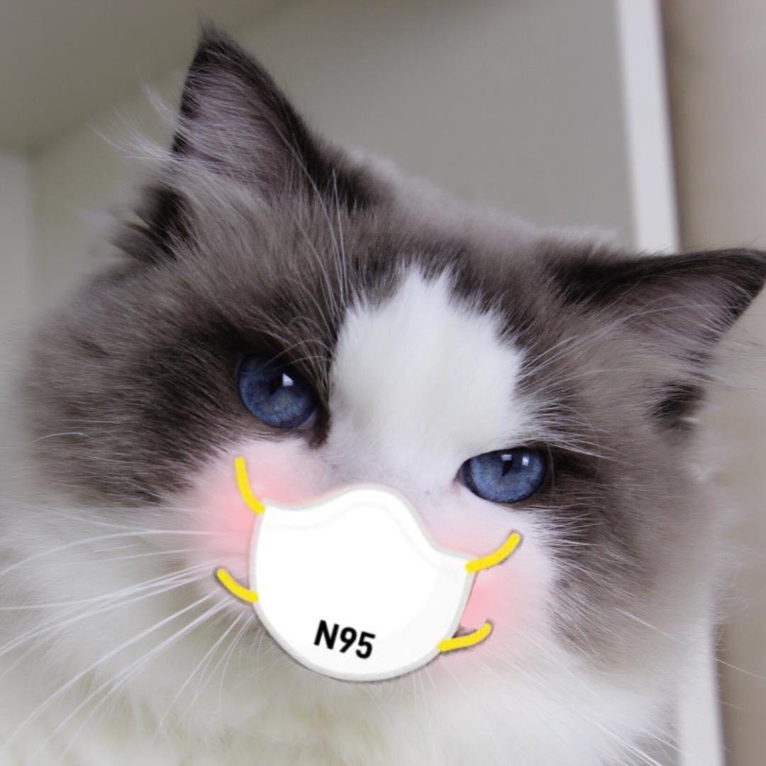 小橘酱-布偶猫@抖音