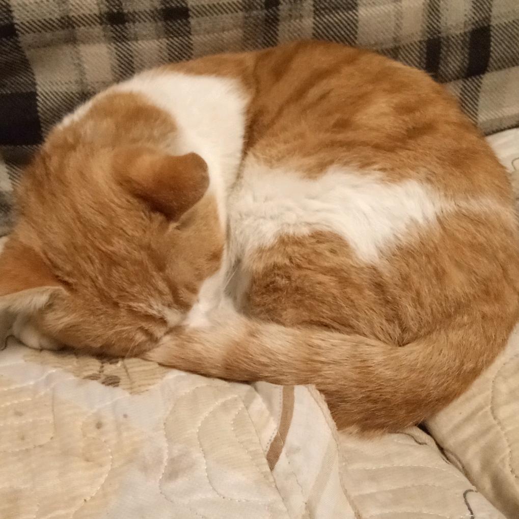 无敌小猫