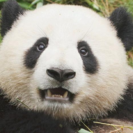 下辈子做个熊猫🐼