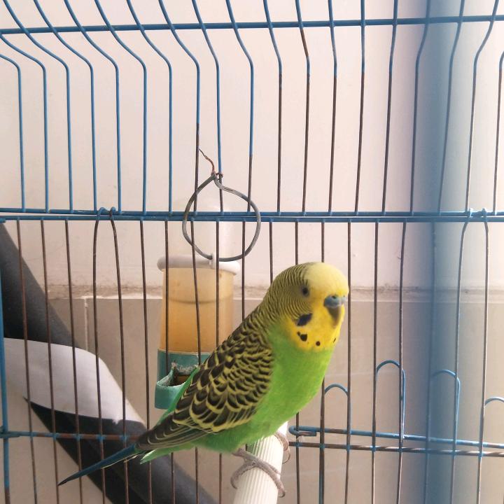 bird